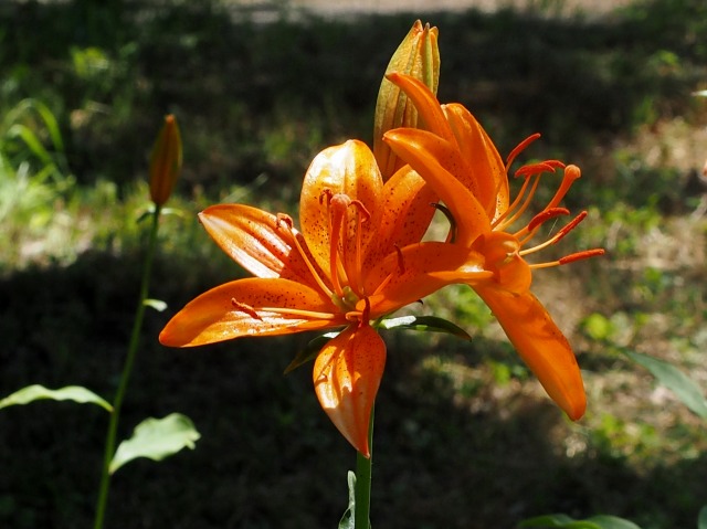 c0183777_8253246.jpg
