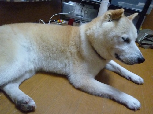 c0123890_2320556.jpg