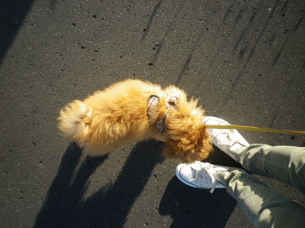 e0052716_11462634.jpg