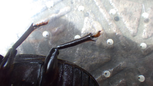 c0337631_12264610.jpg