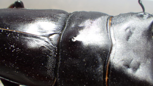 c0337631_12270385.jpg