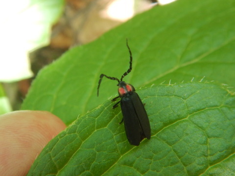 f0118332_16070145.jpg