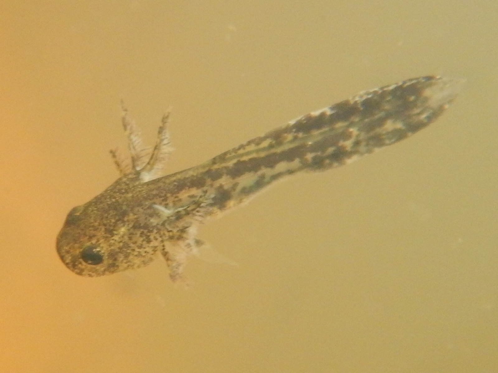 f0118332_16162283.jpg