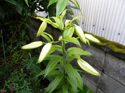 e0272335_2084882.jpg