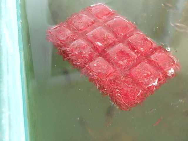 f0334143_8272648.jpg