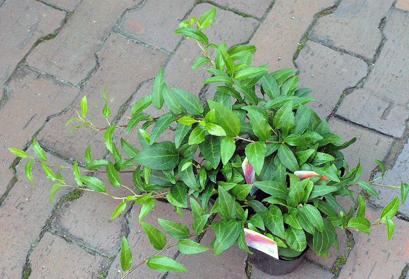 a0001354_22333091.gif
