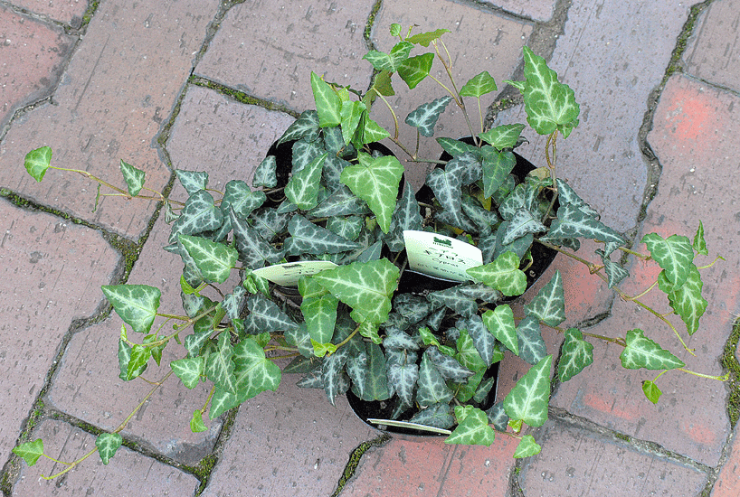 a0001354_22341856.gif