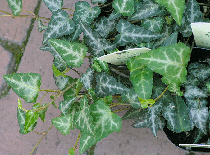 a0001354_22343170.gif