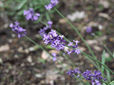 e0088260_22230113.jpg