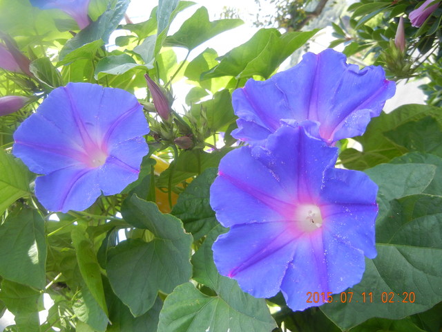 f0060461_1424589.jpg