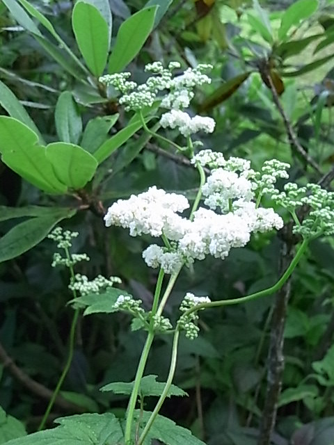 e0017562_1101332.jpg