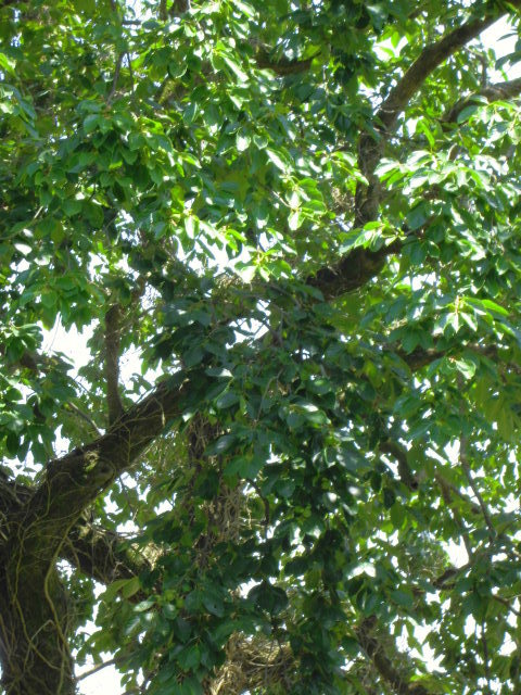 f0318967_08554643.jpg