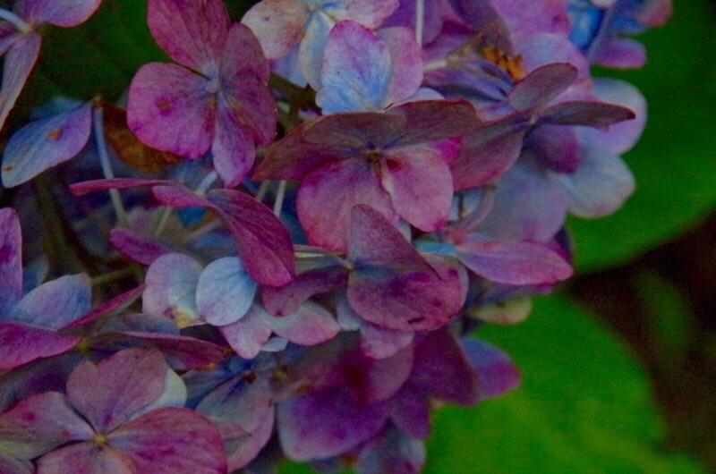 7月の紫陽花 - Apple (*^^*) photo memo