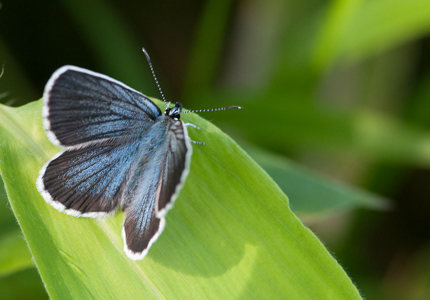 a0126632_13425316.jpg