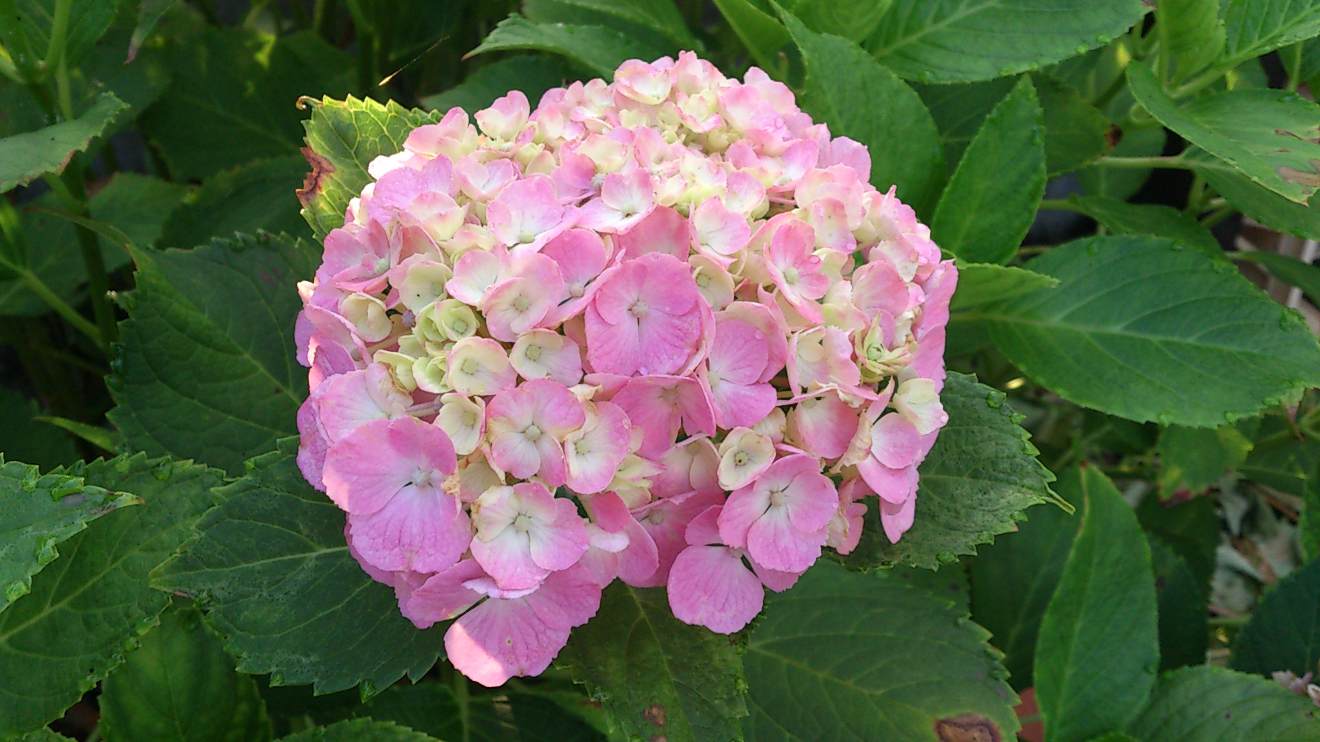 e0305733_6221892.jpg