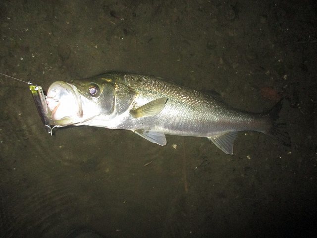f0321433_23142077.jpg