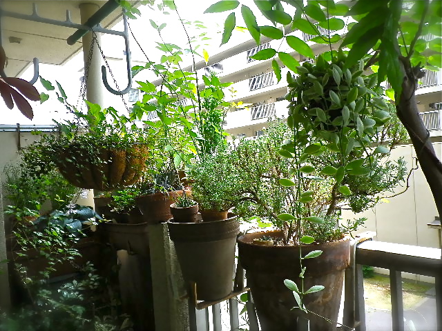 b0027736_14143950.jpg