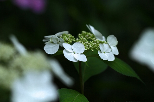 a0242438_1964838.jpg