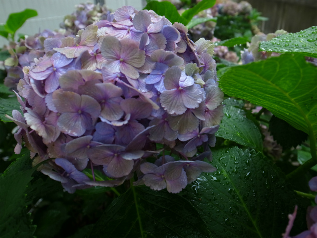 a0087341_1331235.jpg