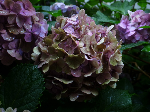 a0087341_13314219.jpg