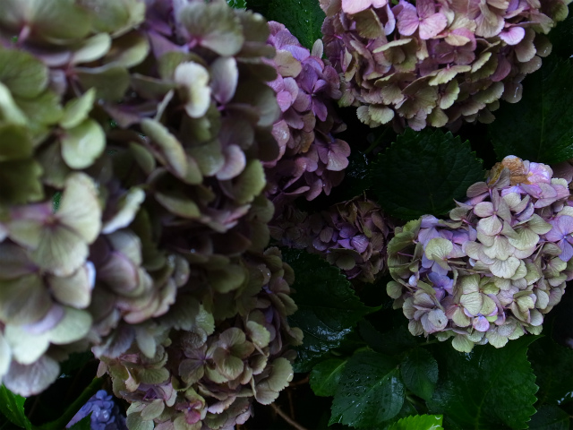 a0087341_1332047.jpg