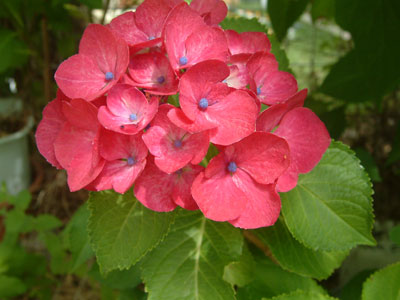 c0050264_22424087.jpg