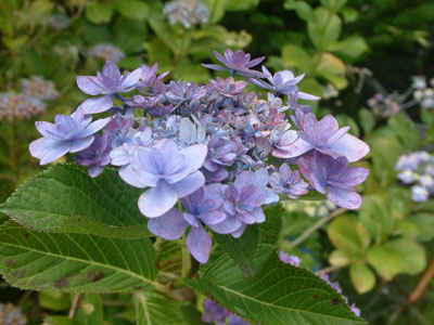 c0050264_22454936.jpg