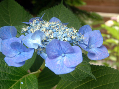 c0050264_2246538.jpg