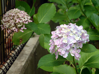 c0050264_2247463.jpg