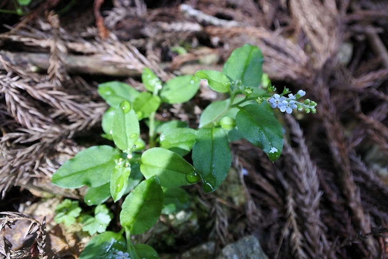 e0024081_10095202.jpg