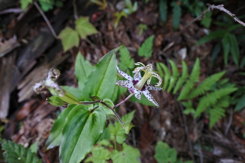 e0024081_10104485.jpg