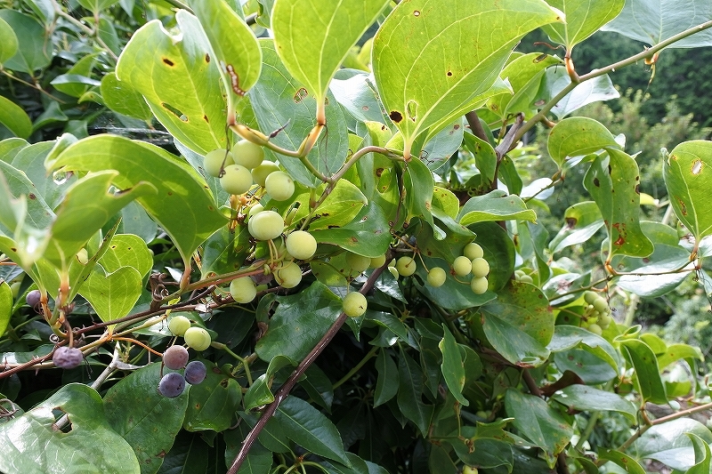 e0024081_10135456.jpg