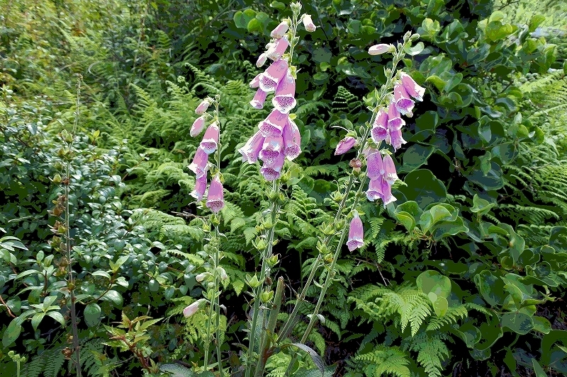 e0024081_10150033.jpg