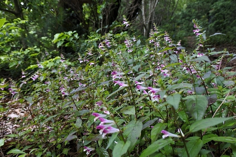 e0024081_10183803.jpg
