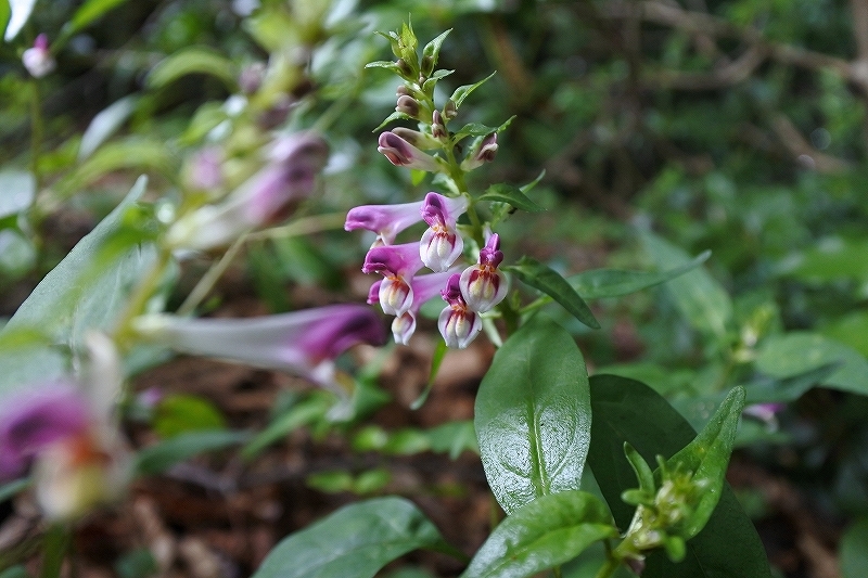 e0024081_10213355.jpg