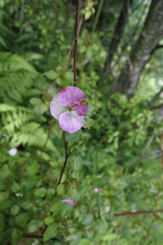 e0024081_10241723.jpg