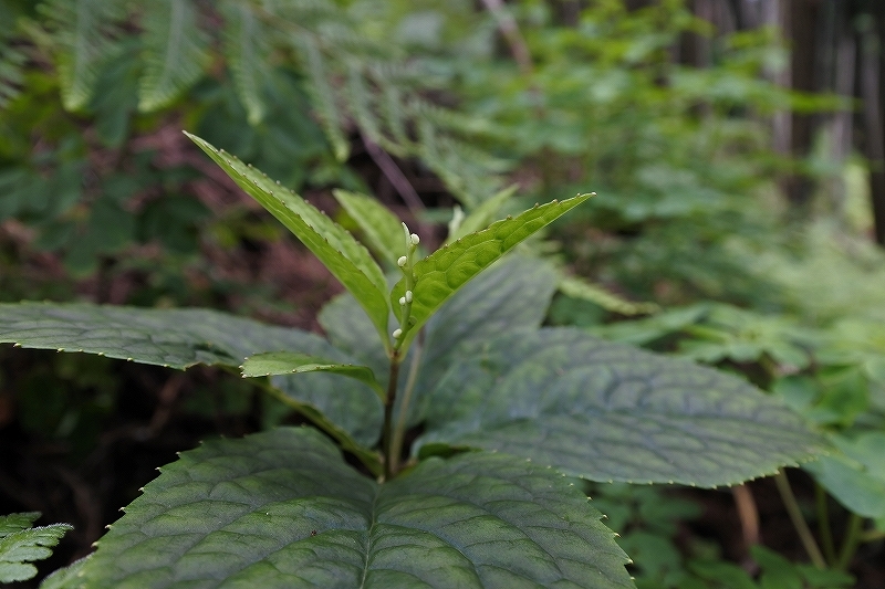 e0024081_10270704.jpg