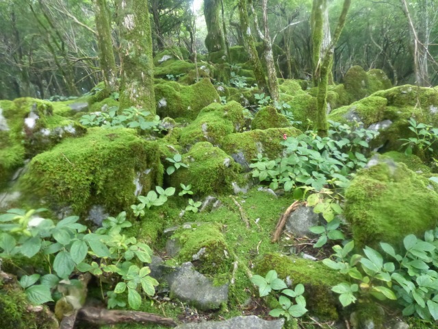 f0357487_2331629.jpg