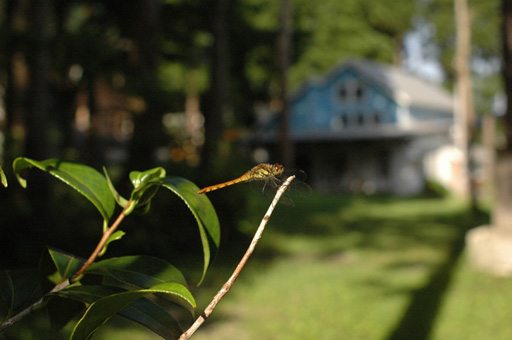 a0061599_737466.jpg
