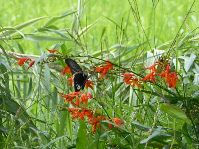 d0037110_20533927.jpg