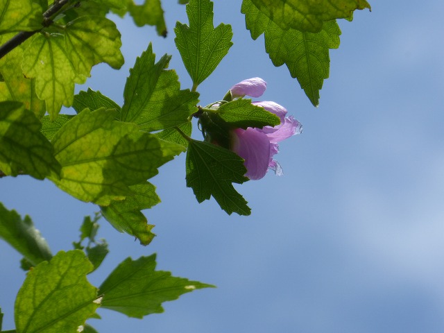 d0037110_20561418.jpg