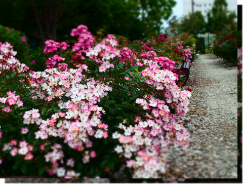 a0114514_19264050.png