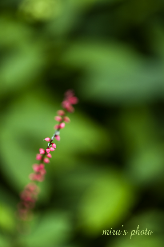 c0037519_2321468.jpg