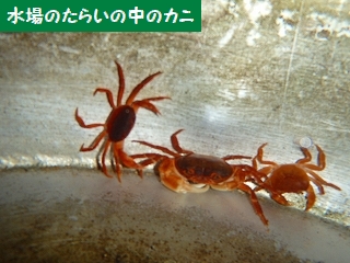 f0193521_2114979.jpg