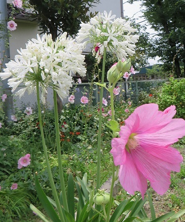 c0280322_13451223.jpg