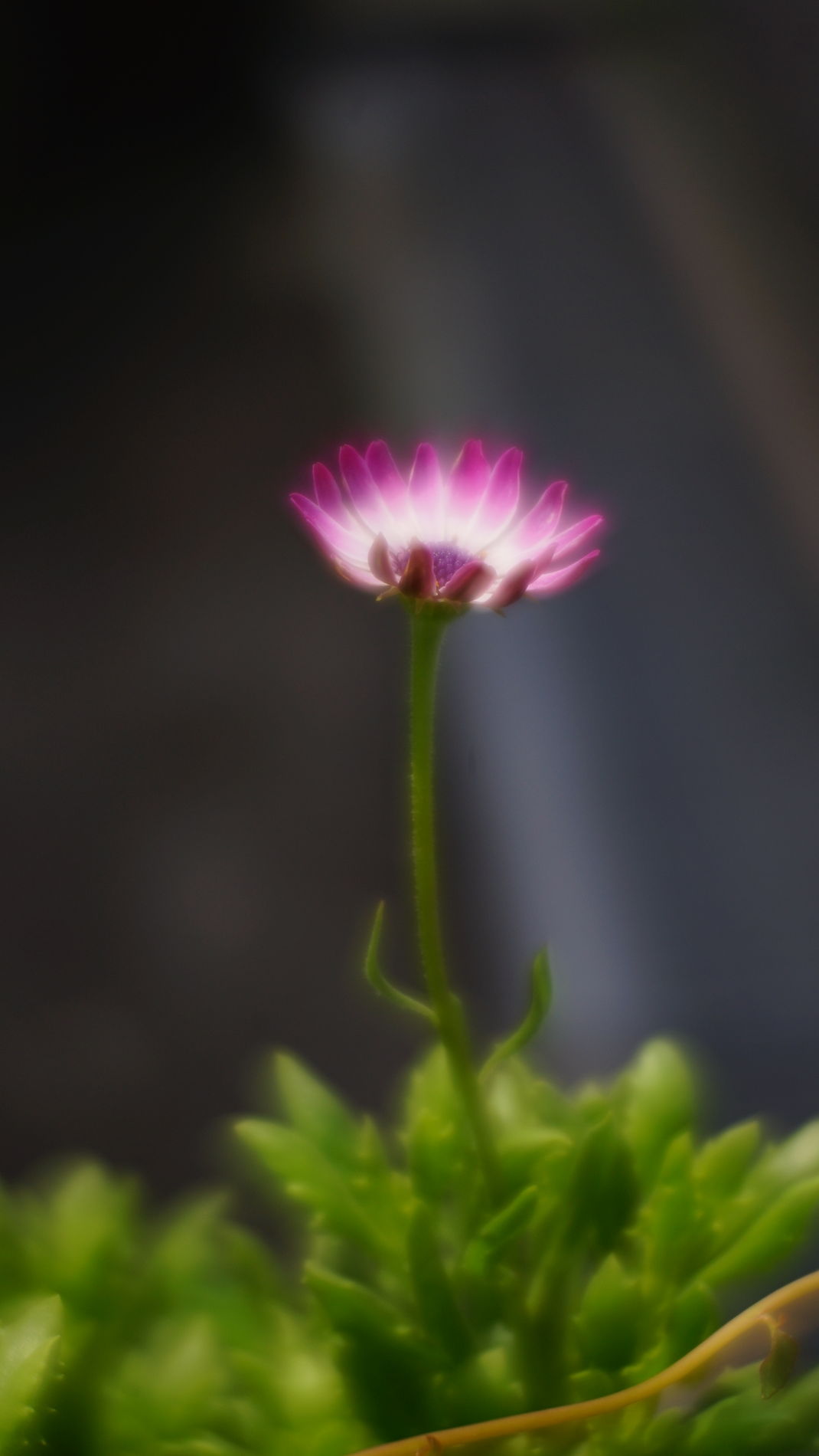 a0063552_7425315.jpg