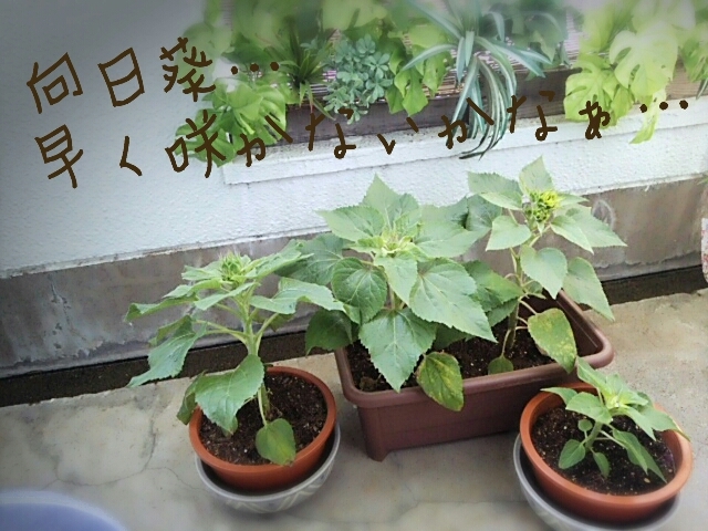 f0043559_08450323.jpg