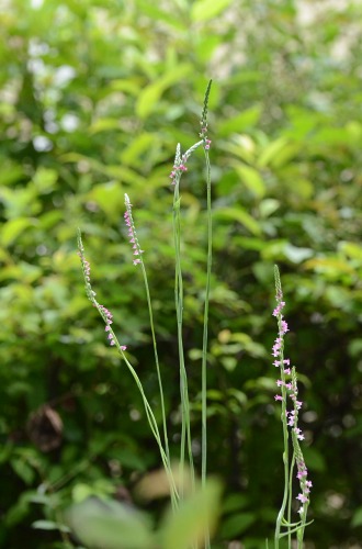 c0186463_2023662.jpg