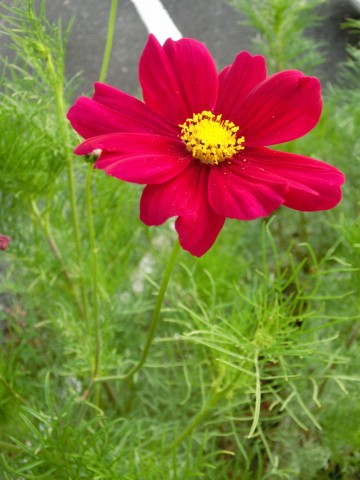 e0045768_2151732.jpg
