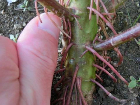 e0045768_21532628.jpg